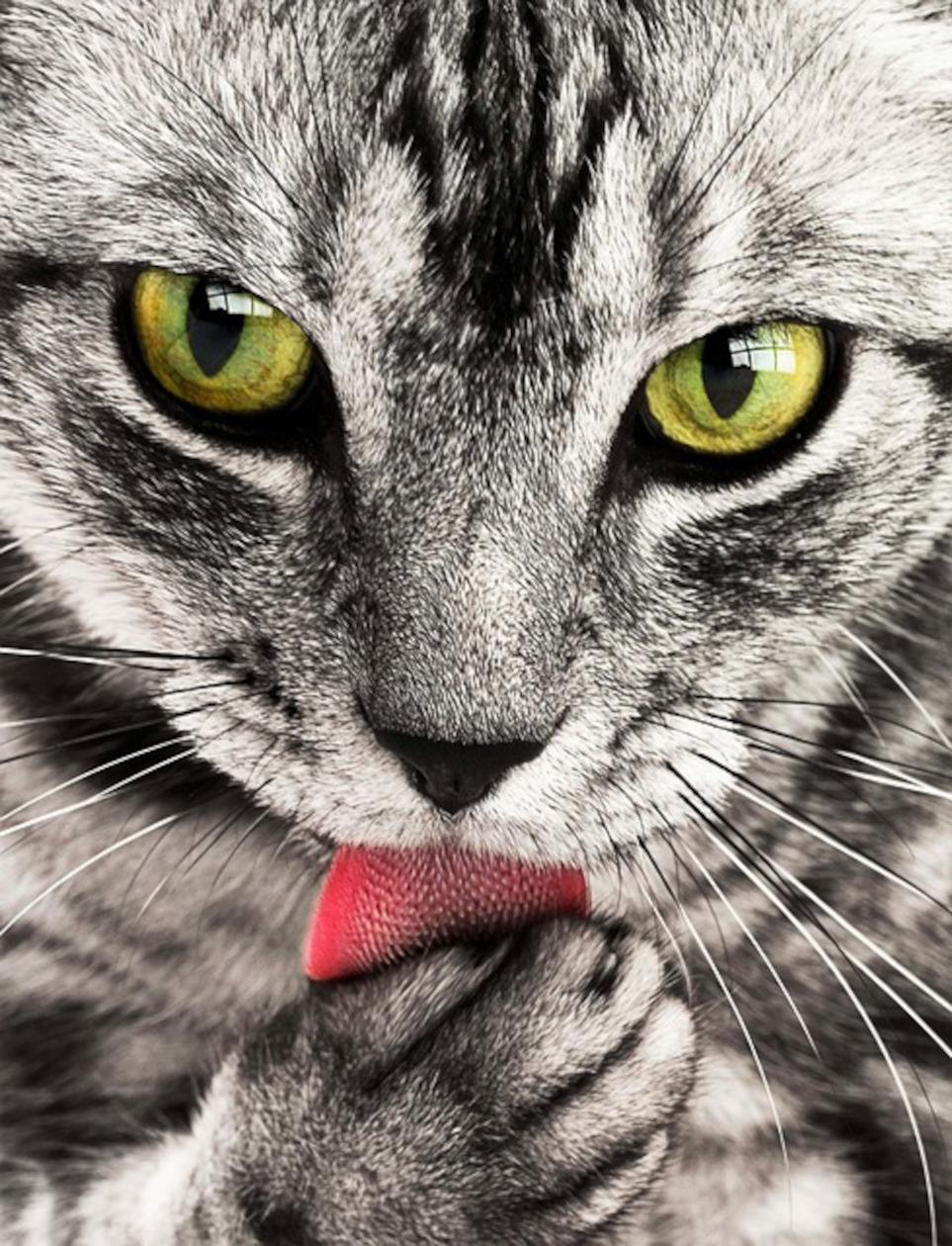 cat_cat