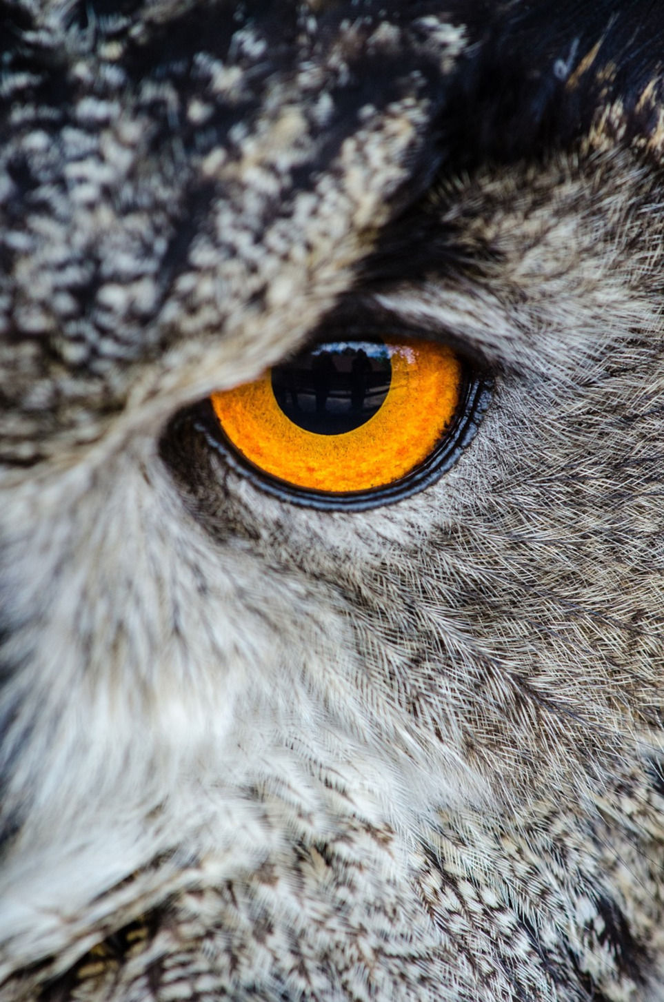 owl